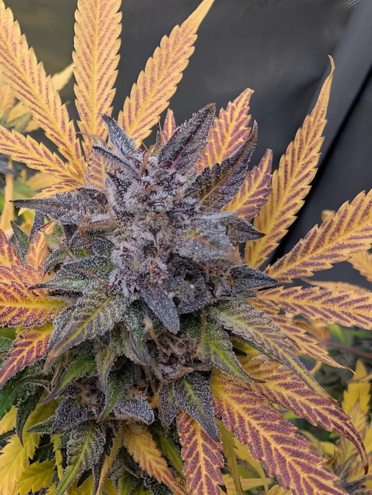 BLACK Z F2